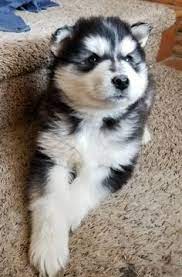 Litter Of 8 Alaskan Malamute Puppies For Sale In Powell Wy Adn 62077 On Puppyfinder Com Gender Male S An Malamute Puppies Malamute Alaskan Malamute Puppies