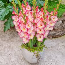 Image result for Gladiolus ecklonii