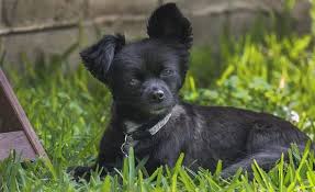 Find chihuahua puppies and breeders in your area and helpful chihuahua information. Teacup Chihuahua Puppies For Sale In Oregon Or Long Haired Apple Head Deer Head Shor Teacup Chihuahua Puppies Chihuahua Puppies For Sale Chihuahua Puppies