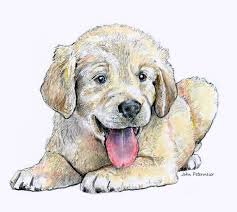 Learn how to draw a valentines golden retriever puppy! Golden Retriever Puppy Jp Art Drawings Illustration Animals Birds Fish Dogs Puppies Golden Retriever Artpal
