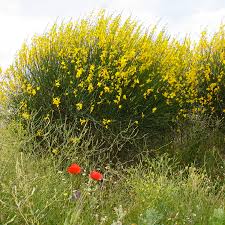 Image result for Aptosimum junceum