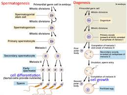 Gametogenesis Spermatogenesis Oogenesis Teaching Biology Medical School Studying Medical Terminology Study