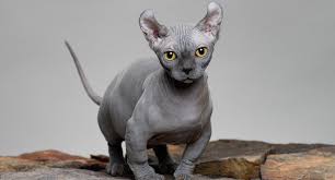 Кинкалоу (kinkalow) — манчкин и американский керл. Dwelf Cats Steal Your Heart Exotics