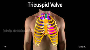 But this number may be increased by the. Surface Anatomy Heart Great Vessels 2d Youtube