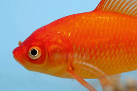 Whether fish feel pain or not, is a controversial topic. Do Fish Feel Pain Practical Fishkeeping