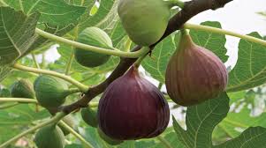 These trees ensure you have fruit available to pick over an extended period of time and each variety pollinates the other. Desert Bounty Phoenix Home Garden