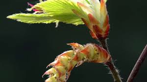 The Bach Flower Hornbeam Helps With Mental Fatigue When You Feel Stuck In A Rut When You Don T Feel Like Star Flower Remedy Bach Flowers Bach Flower Remedies