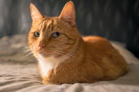How common are breast tumors in cats? Do Boy Cats Have Nipples And How Many