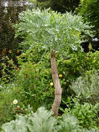 Image result for Cussonia corbisieri