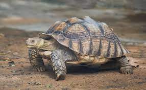 Sulcata Tortoise Care Guide Everything You Need To Know Everything Reptiles