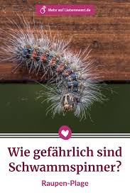 Schwammspinner Wie Gefahrlich Sind Die Nachtfalter Raupen Nachtfalter
