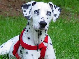 Dalmatian Dog Blue Eyes Color Pets Blog Puppies With Blue Eyes Dalmatian Puppy Dalmatian Dogs