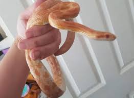 Below are the most popular corn snake morphs for sale: 14 Cool Corn Snake Morphs With Pictures