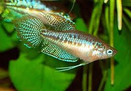 Knurrender Gurami Fish Pet Fish Pets