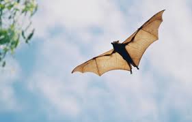Reach out today for a free estimate! Pest Control Sanford Fl Abc Home Commercial Services