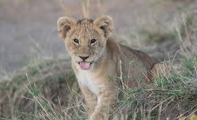 Că e vorba de o relaţie sentimentală care urcă foarte frumos spre un nivel promiţător, că e vorba de o afacere care capătă contur din ce în ce mai bine sau doar de un vis care. Horoscop Leu Sfaturi Pentru Parinti Cu Copil Leu Caracteristici Ale Parintelui Leu Sfatulparintilor Ro