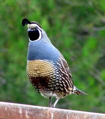 Birds That Start With Q Quail Birds Beautiful Birds Colorful Birds