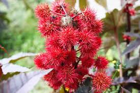 Image result for Ricinus