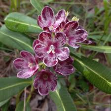 Image result for Glossostelma