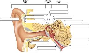 Labeled data are essential for supervised learning. Ear Labeling Practice Ear Anatomy Human Anatomy And Physiology Eye Anatomy