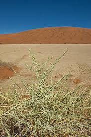 Image result for Acanthosicyos