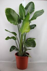 7:32 the palmfather 13 302 просмотра. Strelitzia Reginae Geen Nicolai Planten En Bloemen Kwekerij