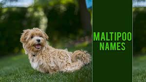 Maltipoo puppies for sale they are healthy, good natured, smart, and good with children. 130 Popular Male And Female Maltipoo Names With Meanings Petmoo