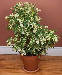 Image result for Schefflera