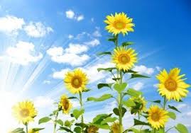Morning glory termasuk jenis tanaman yang minim perawatan, tumbuhan ini hanya butuh asupan air yang cukup khususnya di musim panas dan tempat yang terkena sinar matahari terik agar bunganya bisa mekar dengan cantik. Detail Gambar Download Gratis Gambar Bunga Matahari Langit Biru Dan Bunga