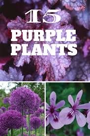 We compiled 62 purple flowers and their care instructions. 15 Eye Popping Purple Plants Http Www Hgtvgardens Com Photos Landscape And Hardscape Photos I Heart Purple Purple Plants Purple Perennials Purple Garden