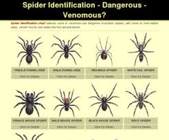 Spider Identification Chart Disgusting But Helpful