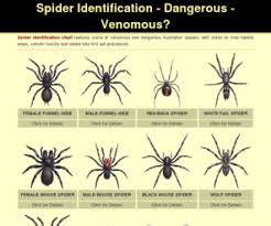 spider identification chart disgusting but helpful