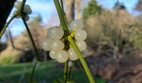 Image result for Viscum
