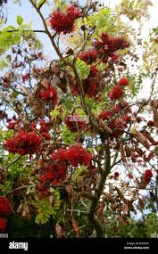 Image result for Schotia brachypetala