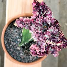 If you are wondering how often to water cactus indoors you are not alone. Euphorbia Lactea Rainbow Crest Coral Cactus Rainbow Crest In Gardentags Plant Encyclopedia