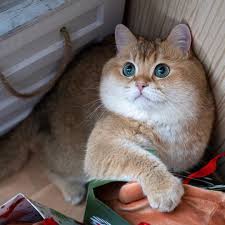 Hosico Cat Hosico Cat Instagram Posts Videos Stories On Webstaqram Com I Said Don T Touch My Gifts Webstaqram Cats Ginger Cats Kittens