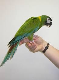 Bird And Pet Clinic Of Roseville Hours Macaw Yellow Collar Pet Birds Macaw Parrot Macaw