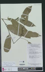 Image result for Leptonychia