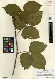 Image result for Rubus chapmanianus