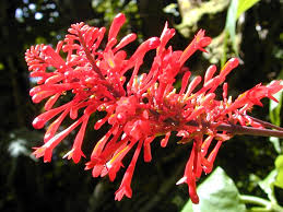 Image result for Mimulopsis excellens