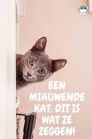 betekenis miauwende kat katten langharige katten kat slapen