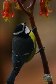 Small Brown Bird With No Tail Feathers Pin By Alicia Coffman On 4 Legs 2 Legs No Legs Beautiful Birds Bird Lovers Bird Feathers