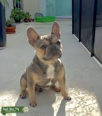 Features and shout outs available. Stud Dog Exotic French Bulldog Stud Service Breed Your Dog