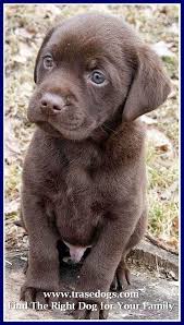 Dog Ownership Ideas Chiots Bouledogues Animaux Adorables Et Bebes Animaux