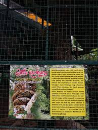Karena paduan lampu yang cantik akan membuat taman ini semakin apik. Rumah Berbagi Cerita Taman Ria Suropati Tidak Hanya Berenang Tapi Juga Edukasi Mengenal Flora Fauna Dan Mencintai Alam Sekitar