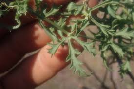 Image result for Kedrostis crassirostrata