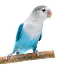 Lovebird Pastel Biru Burung Cantik Hewan Warna