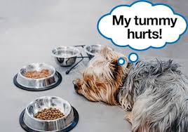 We did not find results for: 23 Tricks To Get A Picky Dog To Eat His Food Every Last Bit