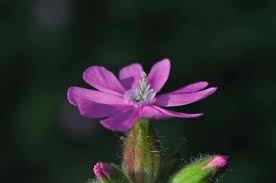 The innocent red campion appears not like a champion. Rod Jonsokblom Store Norske Leksikon