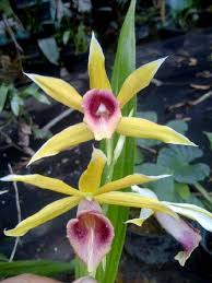 Image result for Phaius